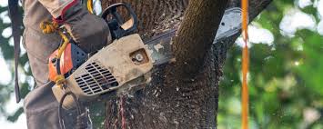 How Our Tree Care Process Works  in  Kings Point, NY